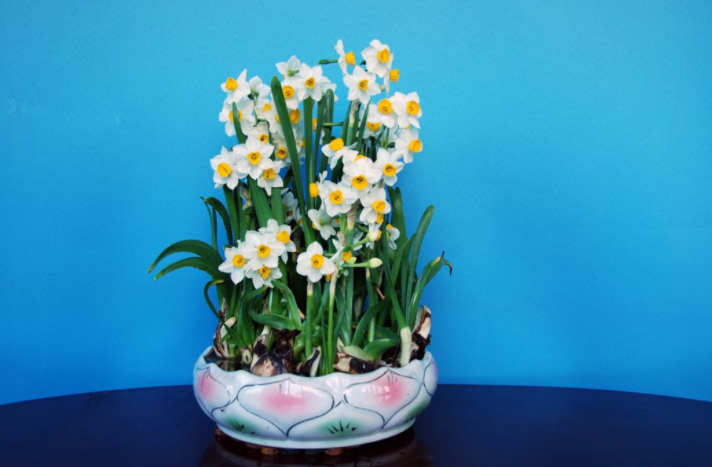 关于水仙花的诗歌?