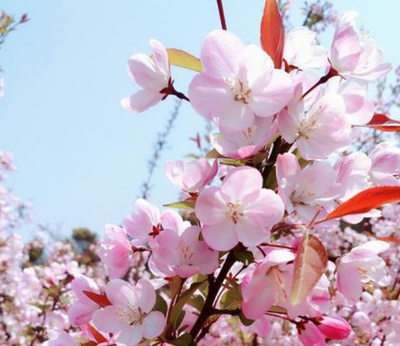 海棠的花语是什么