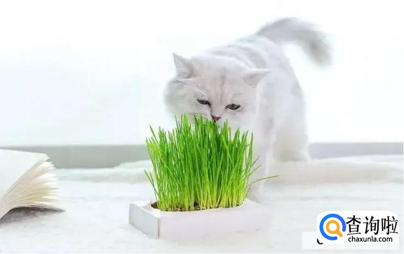 如何纠正猫咪破坏植物