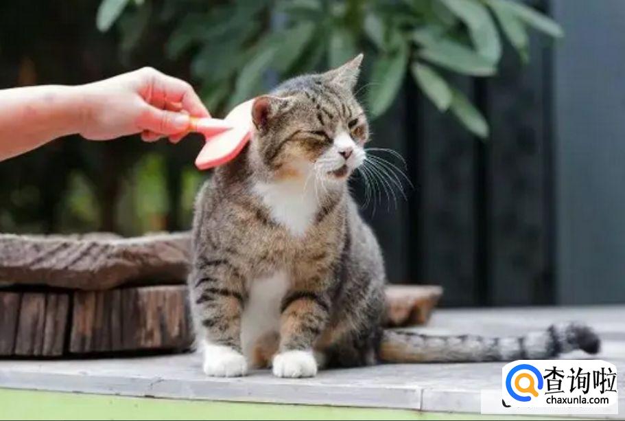 猫春天掉毛怎么办