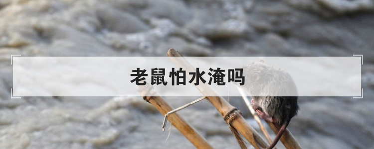 老鼠怕水淹吗