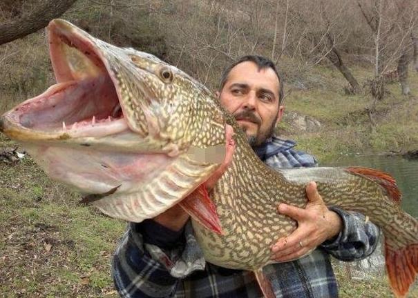 世界十大最凶猛淡水鱼