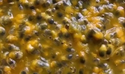 如何制作百香果蜜？