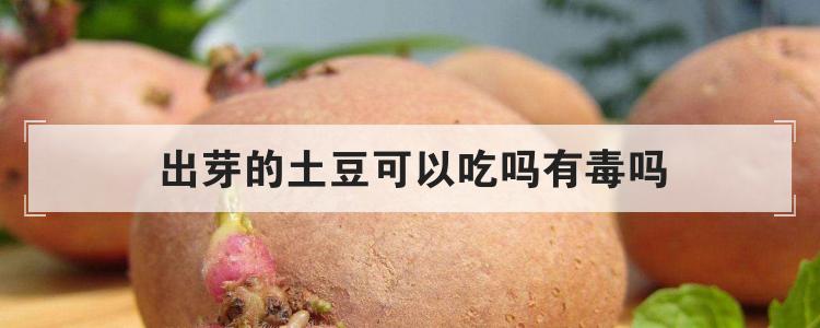 出芽的土豆可以吃吗有毒吗
