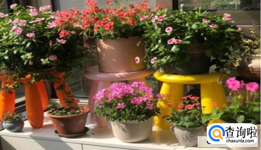 养花的知识和技巧