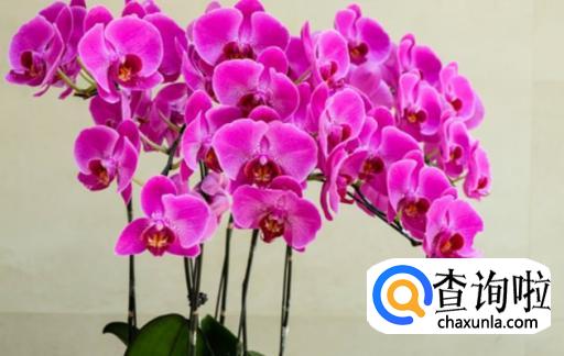 蝴蝶兰开完花要怎么养