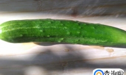 自做的青瓜果冻