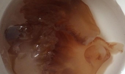 家常凉拌海蜇皮的做法