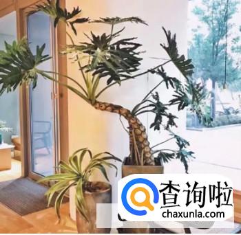 养春雨植物有哪些注意事项