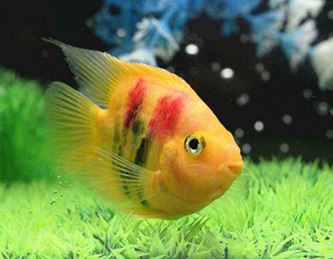 鹦鹉鱼怎么养