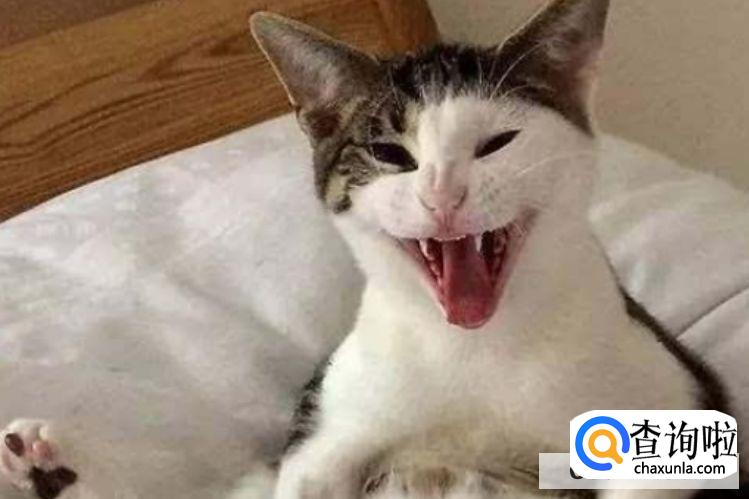 猫咪是否应该绝育?