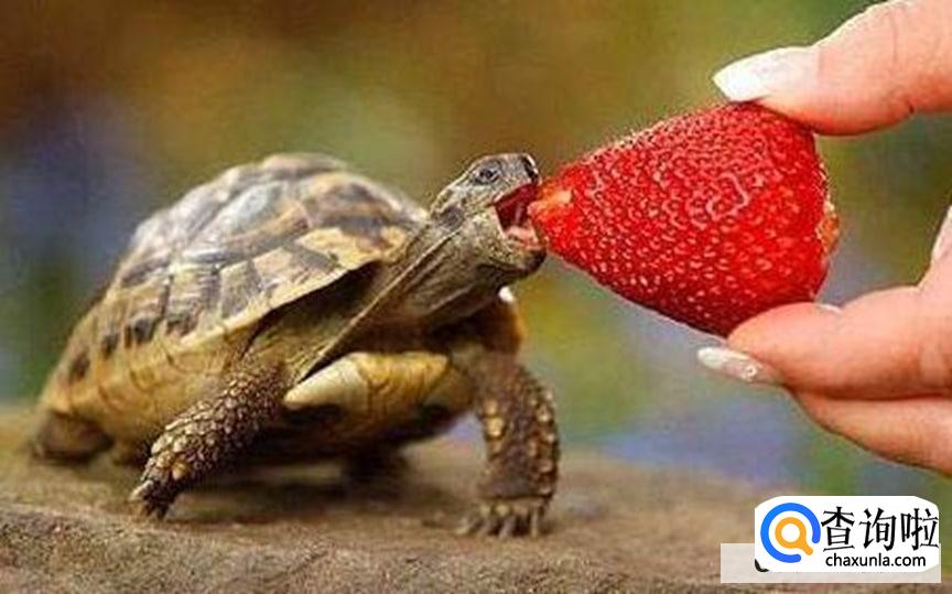 乌龟不进食是什么原因