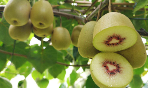 越吃越瘦的10种水果