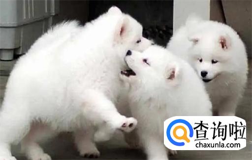 2个月的萨摩耶到新家要注意什么