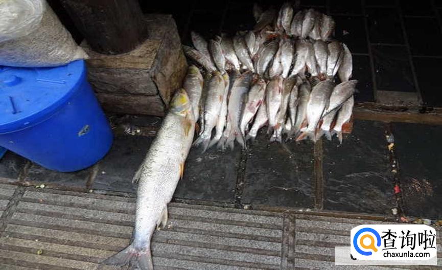 鱼塘养殖什么鱼赚钱