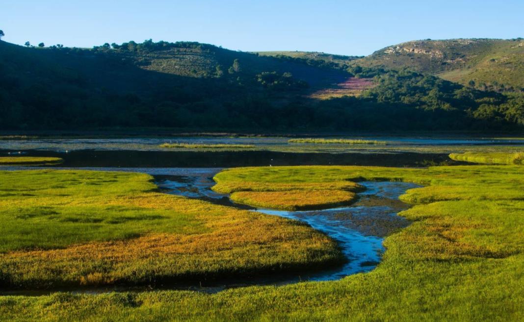 为什么湿地被称为地球之肾