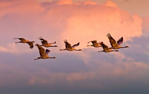 大雁什么时候南飞