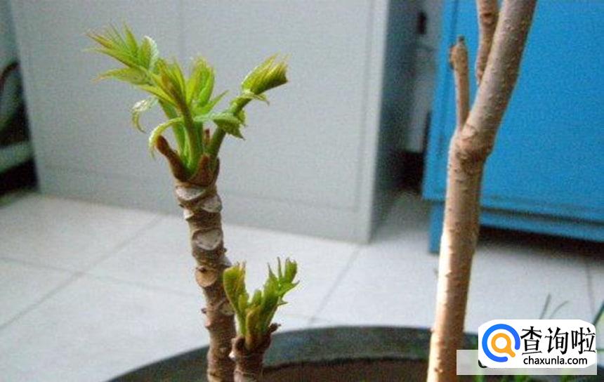 香椿扦插生根最快方法有吗