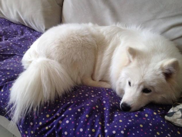 狗狗身上有跳蚤怎么办