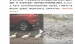 湖南多地下冰雹 大鹅暴雨中被砸