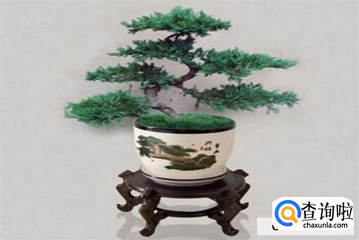 迎客松怎么养较旺盛