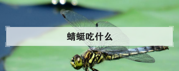蜻蜓吃什么