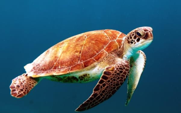 海龟为什么要自埋