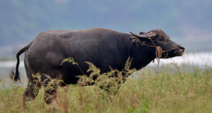 夏天水牛为什么喜欢浸在水里