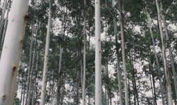 蓝桉已遇释槐鸟什么意思？