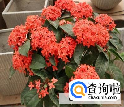 龙船花开完花以后要怎么修剪好