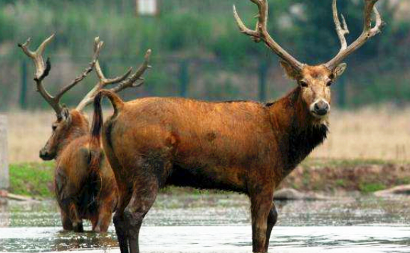 四不像是什么动物