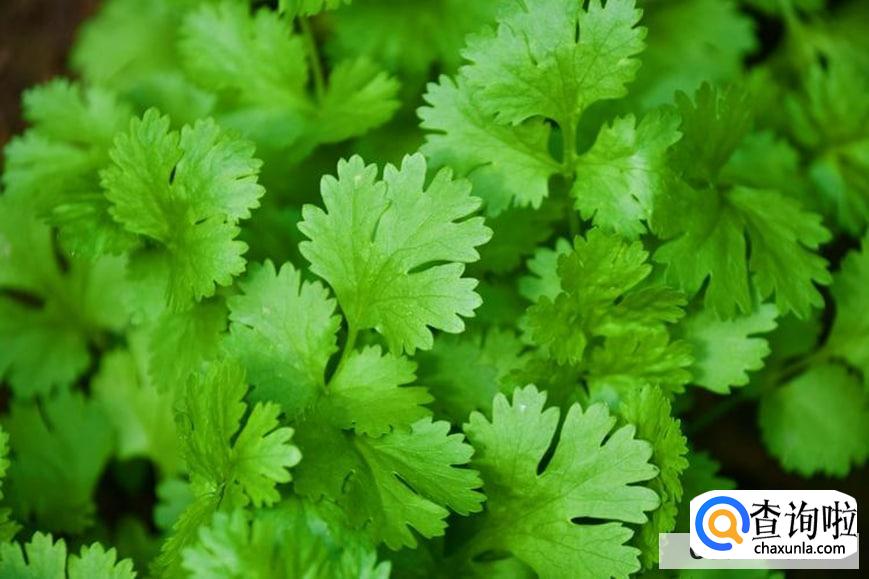 为什么今年的香菜这么贵