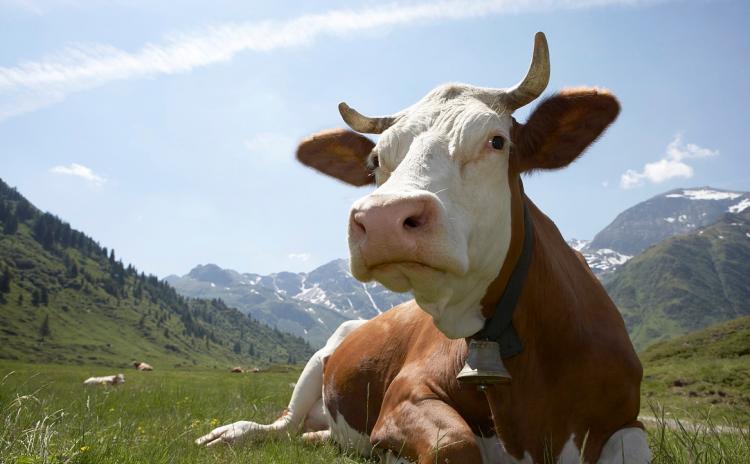 见得青草一路跑的生肖