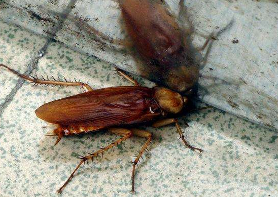 蟑螂为什么会飞