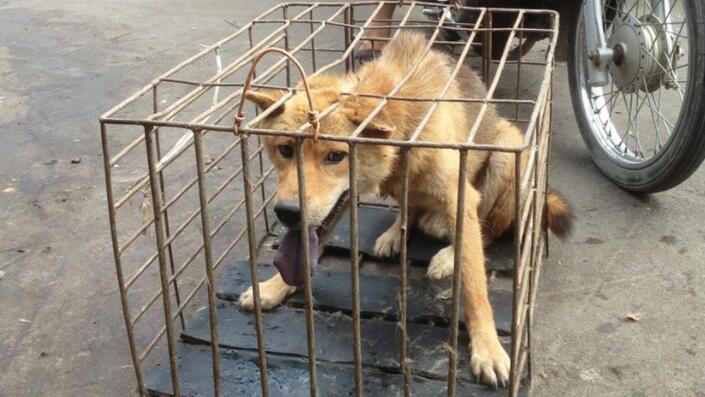 玉林狗肉节是几月几号