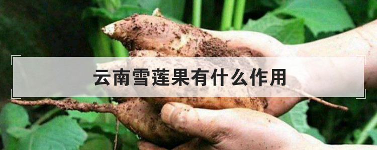 云南雪莲果有什么作用