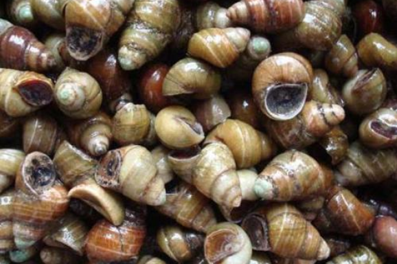 螺蛳是河鲜还是海鲜