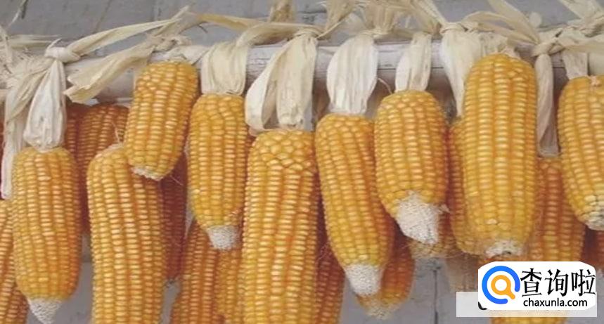 如何发酵煮熟的玉米