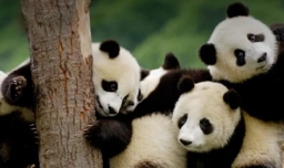 大熊猫是猫吗？为什么？