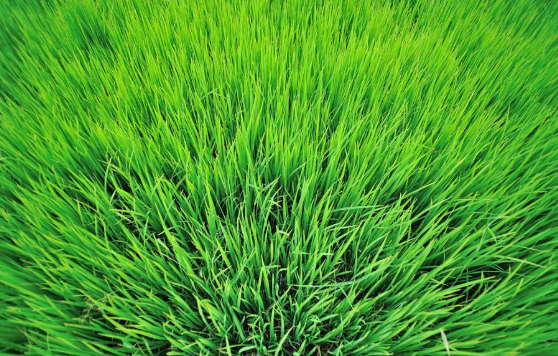 茂盛的近义词是什么