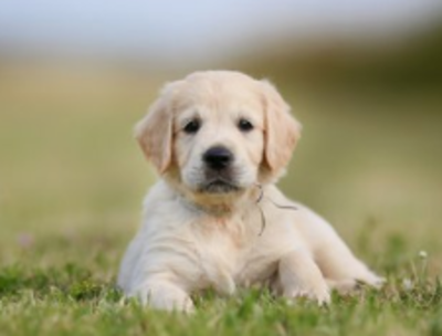 一诺千金代表什么动物