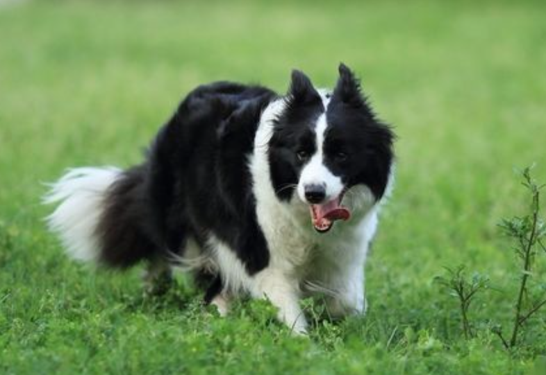 边境牧羊犬怎么训练