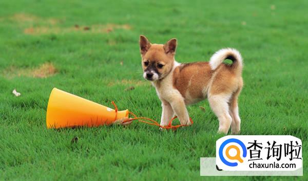 公狗什么时候开始发情？