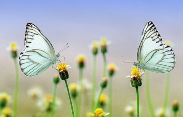 蝴蝶效应是指什么？