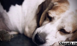 流浪狗能不能养