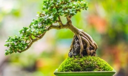 罗汉松这样修剪造型较好