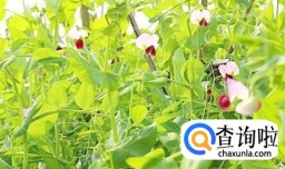 豌豆怎么做好吃又简单