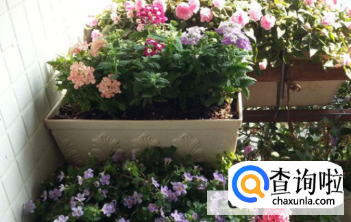 养花的注意事项