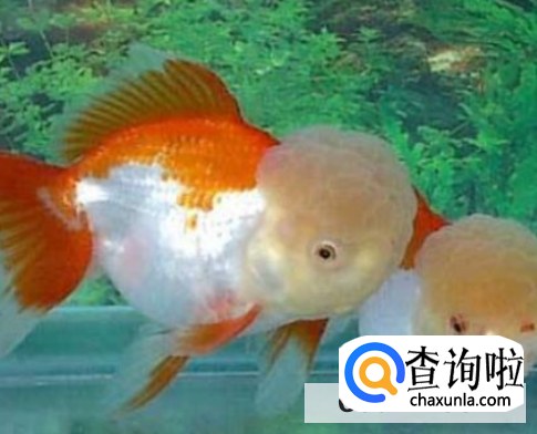 哪些金鱼比较好养