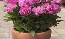芍药花盆栽种植方法